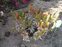Ciderithis Chypria (en Corse) (01) (Photo F. Mrugala)